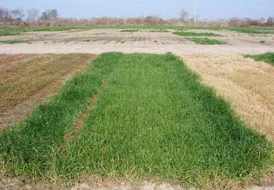 Untreated portions of the field demonstrate the need to control glyphosate-resistant ryegrass to obtain profitable rice production. Photo by Jason Bond.