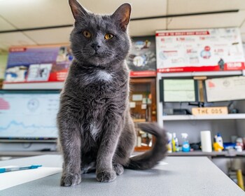 Nimbus the cat
