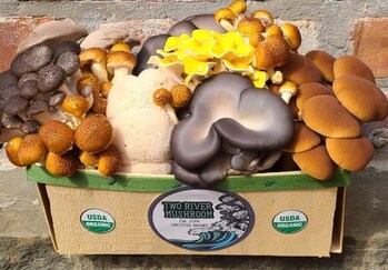 A variety of organic Two River Mushrooms are grown in Millstone New Jersey.