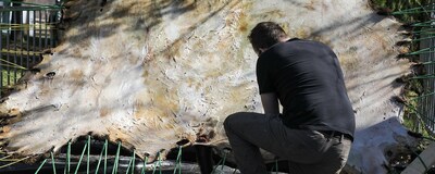 Avis aux médias : Wahkohtowin : Expérience de préparation de peaux de bison et d'orignal