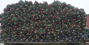 Fourth Annual Survey of Real Christmas Tree Growers Provides a Market Outlook with Steady Wholesale Prices