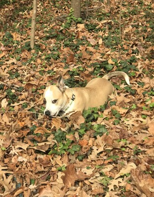 “Fall is the secret to a successful lawn,” said Kris Kiser, President and CEO of the TurfMutt Foundation. “What you do in your yard this season will pay off with a greener, healthier yard next spring. By taking a few simple steps, you can set up your yard for a stunning comeback just in time for next year’s backyarding season.”