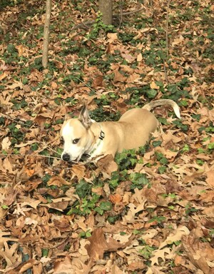 Beyond Mowing: The TurfMutt Foundation's Fall Checklist for a Healthier Yard