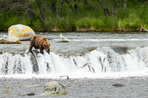 FAT BEAR WEEK 2025 MARKS 11 YEARS OF WILDLIFE CONSERVATION