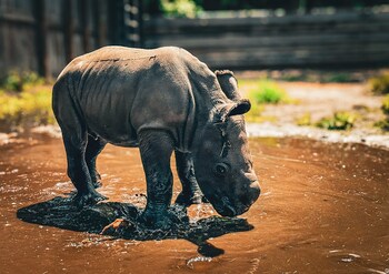 Southern White Rhino Kipenzi playing