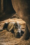 Southern White Rhino Kipenzi