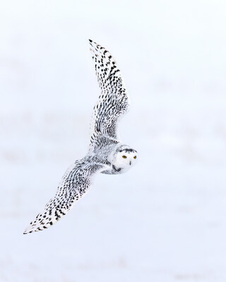 Snowy owl, Alberta © Don Getty (CNW Group/World Wildlife Fund Canada)
