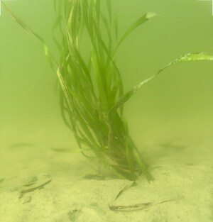AquaTech Eco Consultants and Ecosphere Restoration Institute Celebrate 100 Acres of SAV Restoration Across Florida