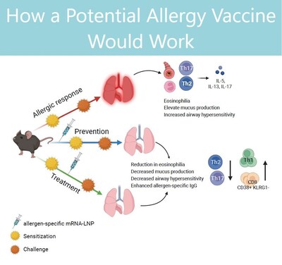 Graphic abstract describes how a novel vaccine helped treat and prevent allergic reactions in mice.