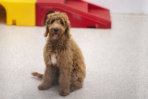 The Dog Stop Builds Q3 Momentum with New Openings, National Recognition, and Strategic Growth Plans