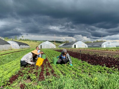 The Cornucopia Institute keeps a close eye on the organic marketplace, pursuing transparency in favor of farms that encourage soil health. Image credit: Bear Creek Farm Organic Farm in Petoskey, Michigan.