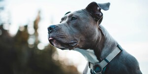 Sparkle Grooming Co. Expands into Atlanta with New Multi-Unit Franchisee