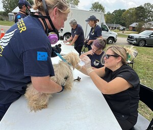 Animal Rescue Corps rescues 57 dogs from backyard breeder in Lexington, Tennessee