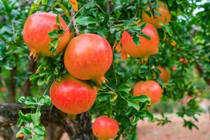 Xinhua Silk Road: Pomegranate processing industry boosts development opportunity for E. China's Shandong Yicheng