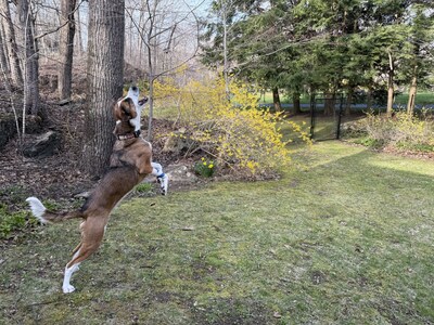 Leading the Pack: Pet Playgrounds Celebrates $10 Million in Sales with Innovative Non-Electric Spicy Pro Dog Fences in 48 States