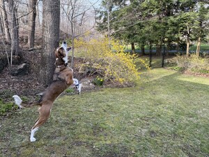 Leading the Pack: Pet Playgrounds Celebrates $10 Million in Sales with Innovative Non-Electric Spicy Pro Dog Fences in 48 States