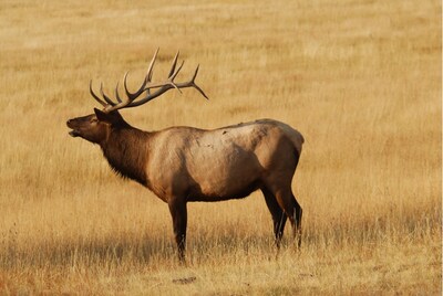 Bugling elk, Credit Montana Department of Commerce, visitmt.com