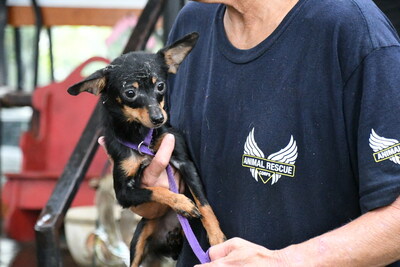 An Animal Rescue Corps volunteer holds one of 53 dogs saved from severe neglect during a recent rescue in Gibson County, Tennessee.