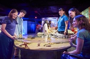 SEA LIFE Melbourne unveils Rocky Shores, an interactive rockpool journey into Victoria's Coastline
