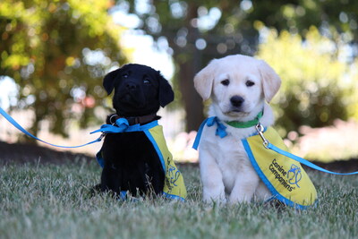 Two soon-to-be service puppies.