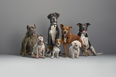 This year, Subaru celebrates the seventh annual National Make a Dog’s Day on October 22nd, encouraging all people to consider adopting, fostering, or otherwise supporting a shelter pet or a cherished “Underdog,” an older or disabled shelter dog. To amplify the Subaru Loves Pets and National Make A Dog’s Day initiatives, the automaker has an integrated ad campaign celebrating the original pack of “Underdogs” and sharing an inspiring new message in a new 30-second spot, The First Thing You Notice.