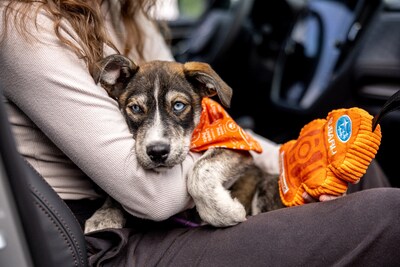Throughout October, Subaru retailers nationwide will host in-person adoption, microchipping, or other types of pet-focused events to help ensure that animals in need can find loving homes. In addition to providing over $3.1 million in direct financial assistance to local animal shelters, Subaru will also donate $20 to the ASPCA with the purchase of select items from Subaru Parts Online in October, up to $10,000.