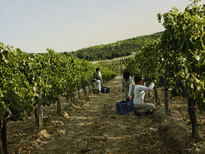 Masseto harvest