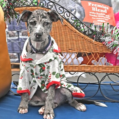 The annual Blue Buffalo Home 4 the Holidays campaign encourages families to adopt their new four-legged family members from a shelter, rather than shop for them at a pet store or through a breeder.