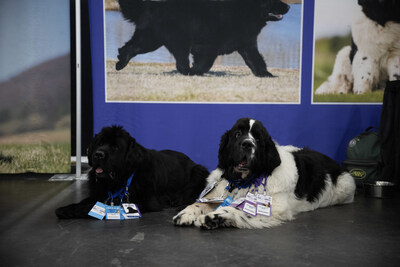 The Newfoundland booth at AKC Meet the Breeds.