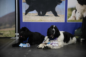 TOUCHDOWN, AKC! NEW YORK CITY GOES TO THE DOGS WHEN AKC MEET THE BREEDS RETURNS ON FOOTBALL'S BIGGEST WEEKEND