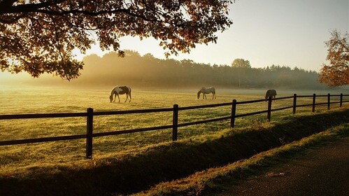 Luxury real estate is a special niche, requiring expert experience.