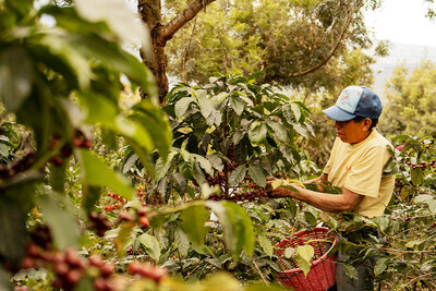 A farmer harvests ripe coffee cherries on a smallholder plot. (Photo by Shelby Murphy Figueroa/Unsplash)