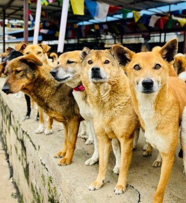 World Animal Day is an international day of action celebrated annually on Oct. 4 to raise awareness about animal welfare and promote compassionate treatment of all animals.