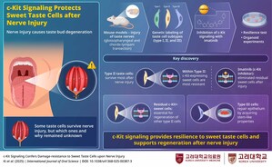 Korea University Researchers Find Sweet Taste Cells Resist Nerve Damage Through c-Kit Protein