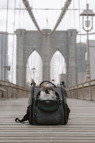 Millions of Americans face mental health challenges every day - especially Gen Z, who are overwhelmed by constant connectivity. Cat Chow is bringing its Therapod to New York City so students can spend time with a Pet Partners therapy cat like Pumpkin. Research shows 10-minutes petting a therapy cat can lower stress levels.