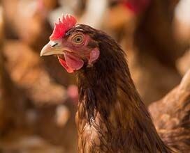 The Open Wing Alliance Pauses Best Western Campaign to Acknowledge Progress on Cage-Free Eggs