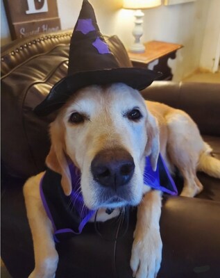 Paige, a Labrador Retriever from Colorado, got more of a trick than a treat when she ingested a Costco-sized bag of chocolate candy last Halloween.