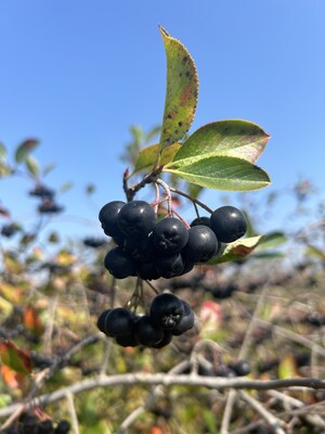 Greenvit Introduces its Pure Aronia extract at Supply Side West