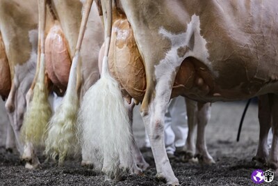 Photo by cowsmo.com