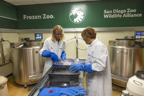 Pictured at the Frozen Zoo are Marlys Houck, curator of the Frozen Zoo, and Ann Misuraca, research coordinator II. Credit: San Diego Zoo Wildlife Alliance Pictured at the Frozen Zoo are Marlys Houck, curator of the Frozen Zoo, and Ann Misuraca, research coordinator II. Credit: San Diego Zoo Wildlife Alliance