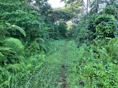 Trail leading to the Forum Konservasi Leuser (FKL) Conservation Research Unit in Sumatra’s Leuser Ecosystem, where tiger footprints were recently discovered showing compelling evidence of this critically endangered species.