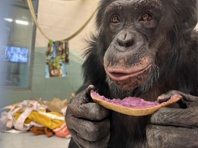 George enjoying the fresh produce the sanctuary provides