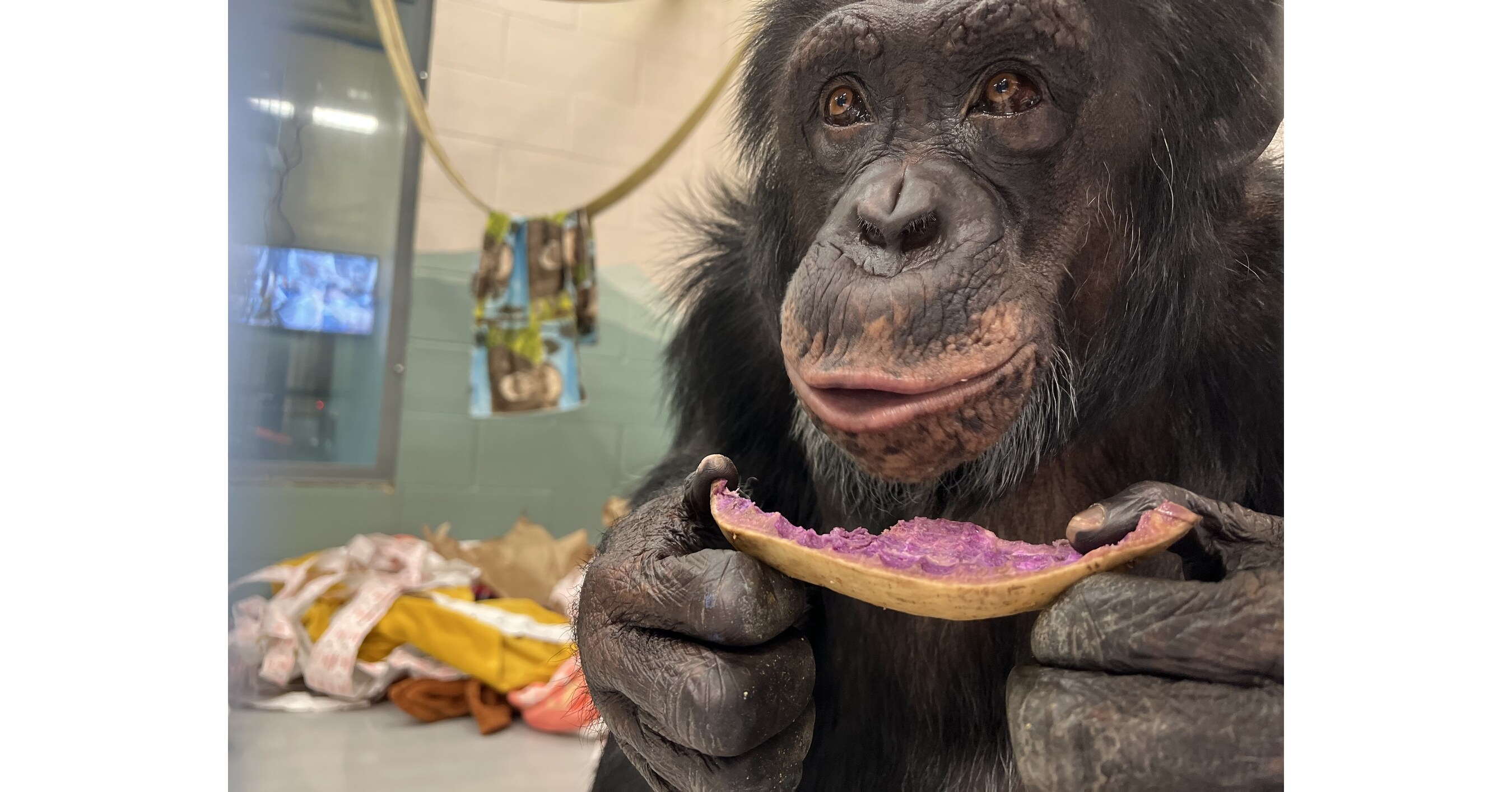 Chimpanzee George Officially Finds Permanent Home at Chimpanzee Sanctuary Northwest