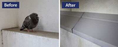 Before and after graphic. Left image (before) depicts a pigeon perching on a concrete ledge. Right image (after) depicts gray AviAngle ledge exclusion system installed on the ledge.
