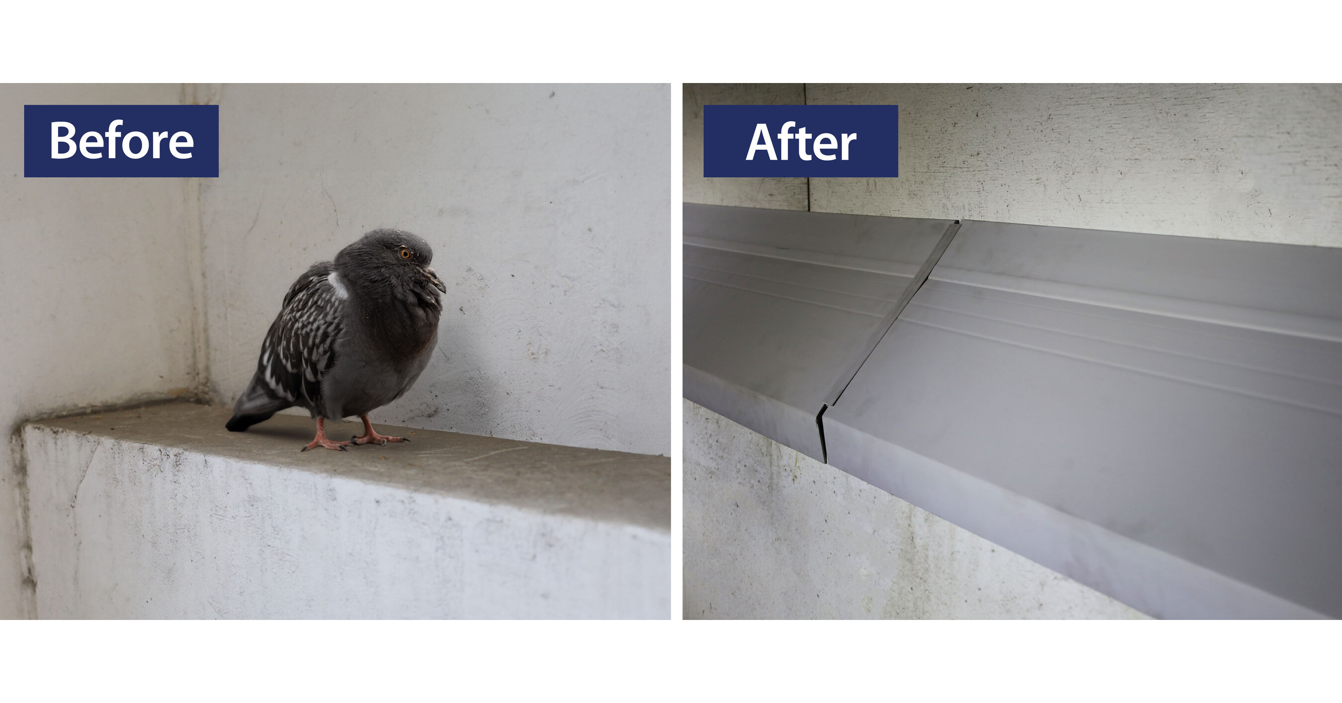 Bird-X Launches Improved AviAngle Ledge Exclusion System for Bird Control