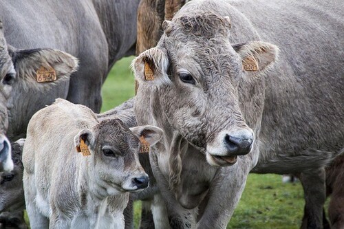 Propane-powered heating, cooling, and ventilation helps keep livestock healthy.