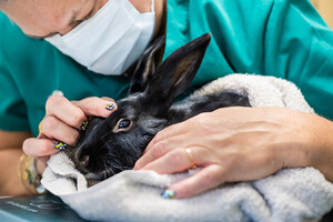 Coalition of 100+ Rescues, Led by The Rabbit.org Foundation, Pressures Petland to Stop Selling Rabbits
