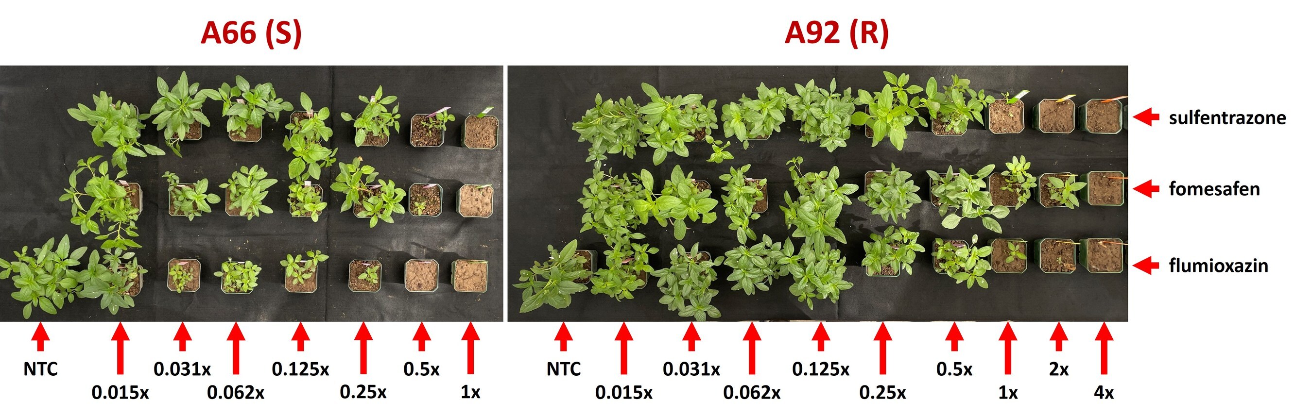 Research Shows Waterhemp Resistance Can Evolve from Preemergent PPO Inhibitor Use
