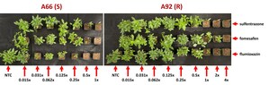Research Shows Waterhemp Resistance Can Evolve from Preemergent PPO Inhibitor Use