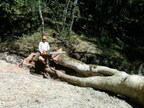 Rely on experts for professional tree services.